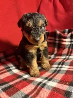 Welsh Terrier , a male Welsh Terrier for sale in Nathalie, VA – 2 of 7