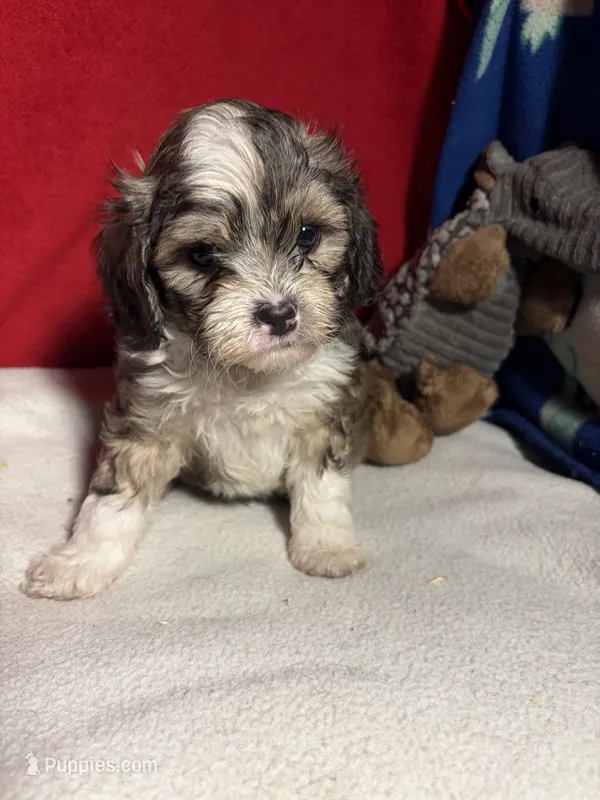 Shih-poo – Shihpoo puppy for sale in Nathalie, VA