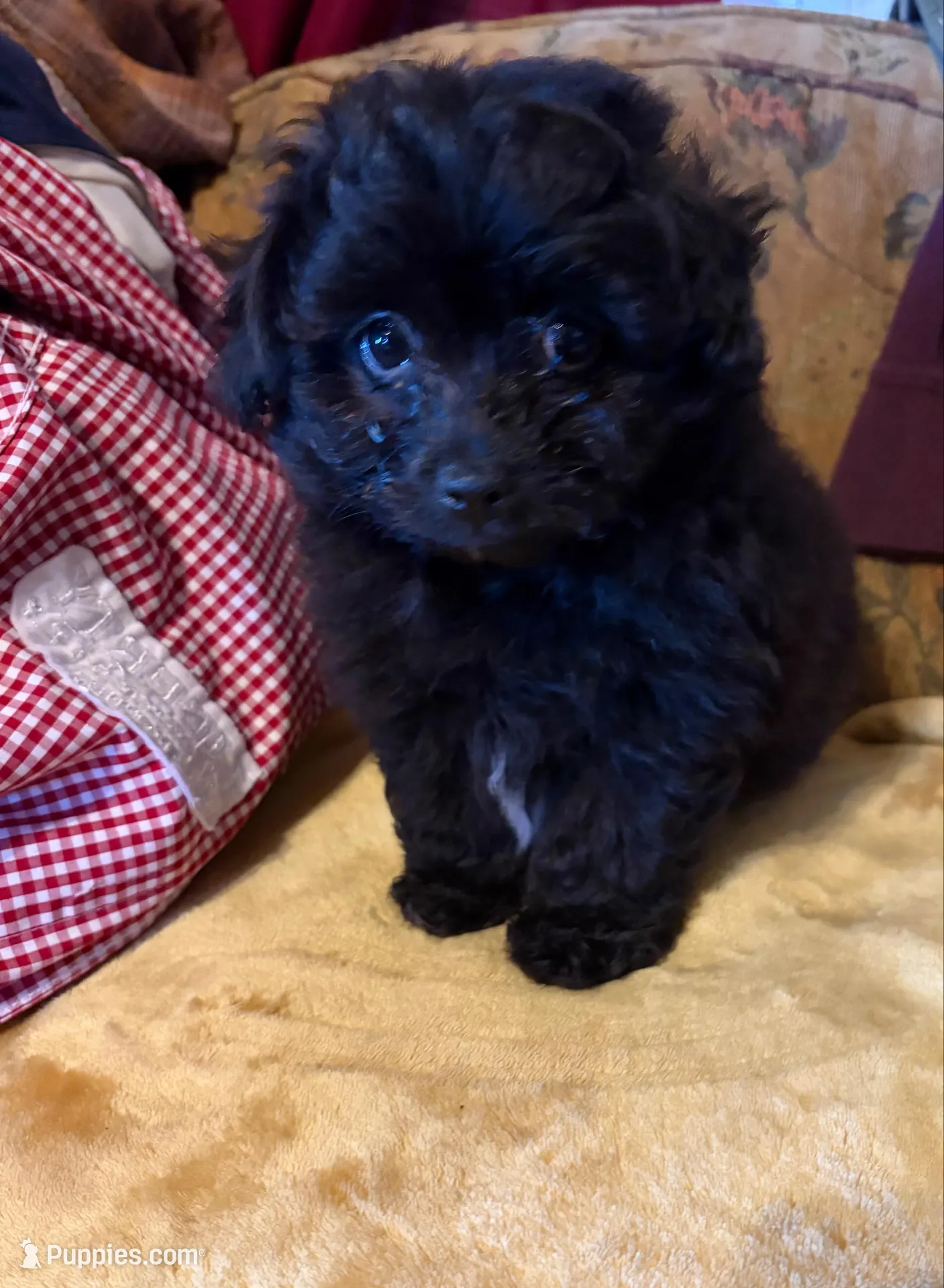 Pom-a-poo, a female Pomapoo for sale in Nathalie, VA – Photo 2 of 3