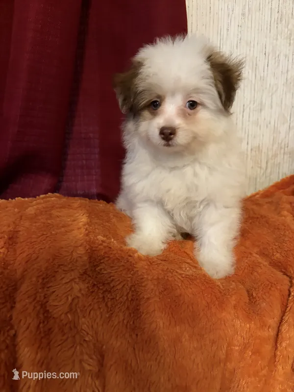 Pom-a-poo – Pomapoo puppy for sale in Nathalie, VA