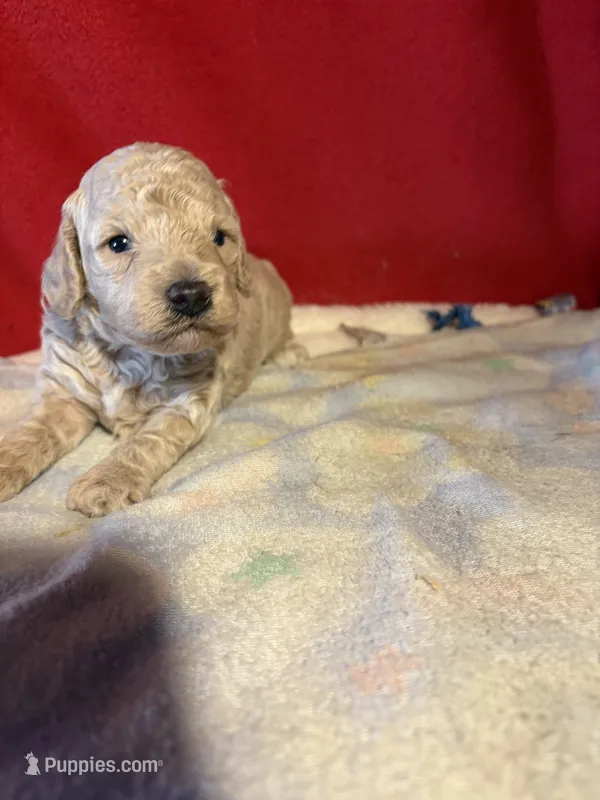 Toy Poodle  – Poodle - Toy  puppy for sale in Nathalie, VA