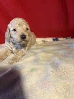 Toy Poodle , a male Poodle - Toy  for sale in Nathalie, VA – 1 of 1
