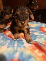 Welsh Terrier , a male Welsh Terrier for sale in Nathalie, VA – 3 of 6