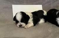 Shih-poo, a male Shihpoo for sale in Nathalie, VA – Photo 2 of 4