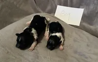 Shih-poo, a male Shihpoo for sale in Nathalie, VA – Photo 4 of 4