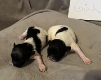 Shih-poo, a male Shihpoo for sale in Nathalie, VA – Photo 3 of 4