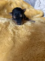 Welsh Terrier , a male Welsh Terrier for sale in Nathalie, VA – 3 of 5