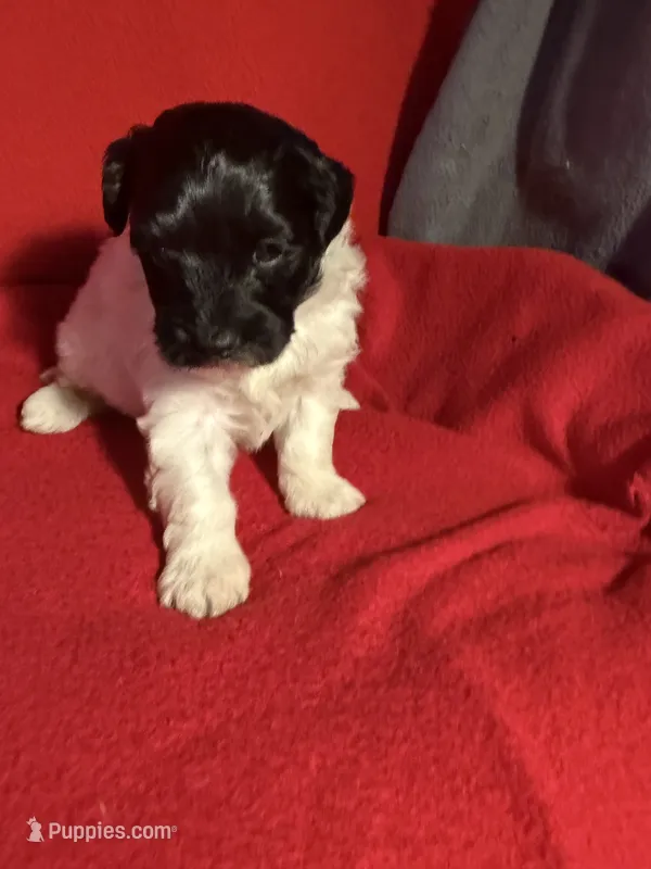 Pom-a-poo – Pomapoo puppy for sale in Nathalie, VA