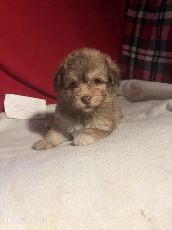 Pom-a-poo – Pomapoo puppy for sale in Nathalie, VA