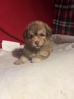 Pom-a-poo, a male Pomapoo for sale in Nathalie, VA – 1 of 1