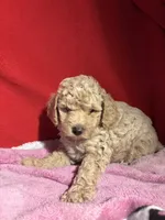 Toy Poodle , a male Poodle - Toy  for sale in Nathalie, VA – 3 of 5