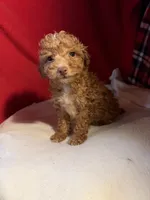 Toy Poodle , a female Poodle - Toy  for sale in Nathalie, VA – 4 of 4