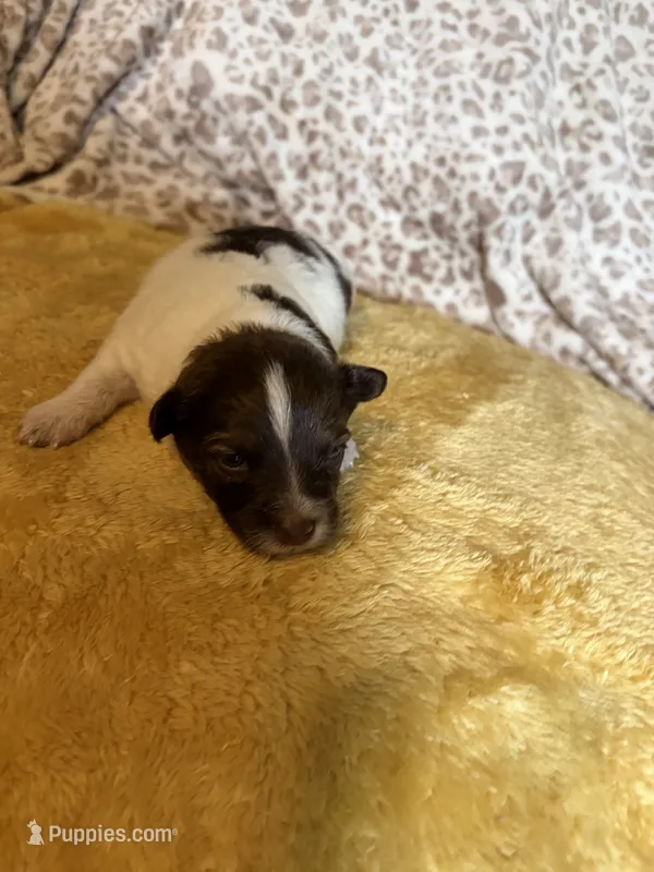Pom-a-poo – Pomapoo puppy for sale in Nathalie, VA