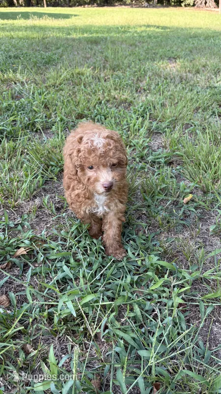 Toy Poodle  – Poodle - Toy  puppy for sale in Nathalie, VA