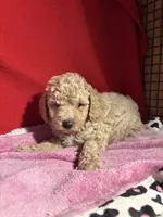 Toy Poodle , a male Poodle - Toy  for sale in Nathalie, VA – 4 of 5