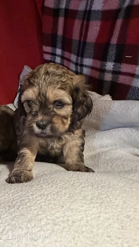 Shih-poo – Shihpoo puppy for sale in Nathalie, VA