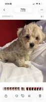 Pom-a-poo, a male Pomapoo for sale in Nathalie, VA – 1 of 1