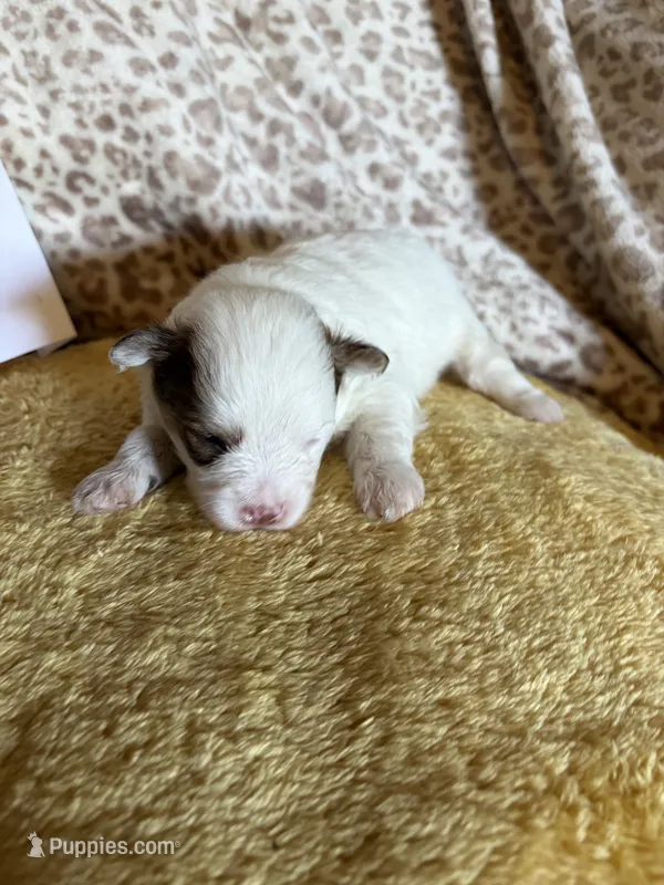 Pom-a-poo – Pomapoo puppy for sale in Nathalie, VA