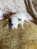 Pom-a-poo, a male Pomapoo for sale in Nathalie, VA – 4 of 6