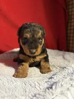 Welsh Terrier , a male Welsh Terrier for sale in Nathalie, VA – 3 of 7