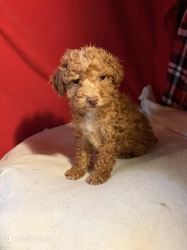 Toy Poodle  – Poodle - Toy  puppy for sale in Nathalie, VA