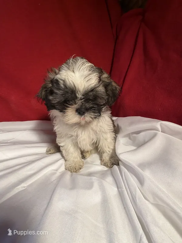 Shih-TZU  – Shih Tzu puppy for sale in Nathalie, VA