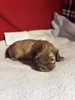 Shih-poo, a male Shihpoo for sale in Nathalie, VA – 2 of 2