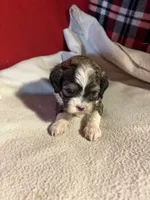 Shih-poo, a male Shihpoo for sale in Nathalie, VA – 3 of 3