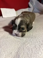 Shih-poo, a male Shihpoo for sale in Nathalie, VA – 1 of 3