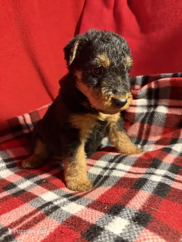 Welsh Terrier  – Welsh Terrier puppy for sale in Nathalie, VA