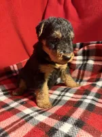 Welsh Terrier , a male Welsh Terrier for sale in Nathalie, VA – 2 of 8