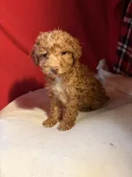 Toy Poodle , a female Poodle - Toy  for sale in Nathalie, VA – 2 of 4
