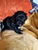 Shih-poo, a male Shihpoo for sale in Nathalie, VA – 1 of 1