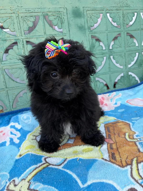 Pom-a-poo – Pomapoo puppy for sale in Nathalie, VA