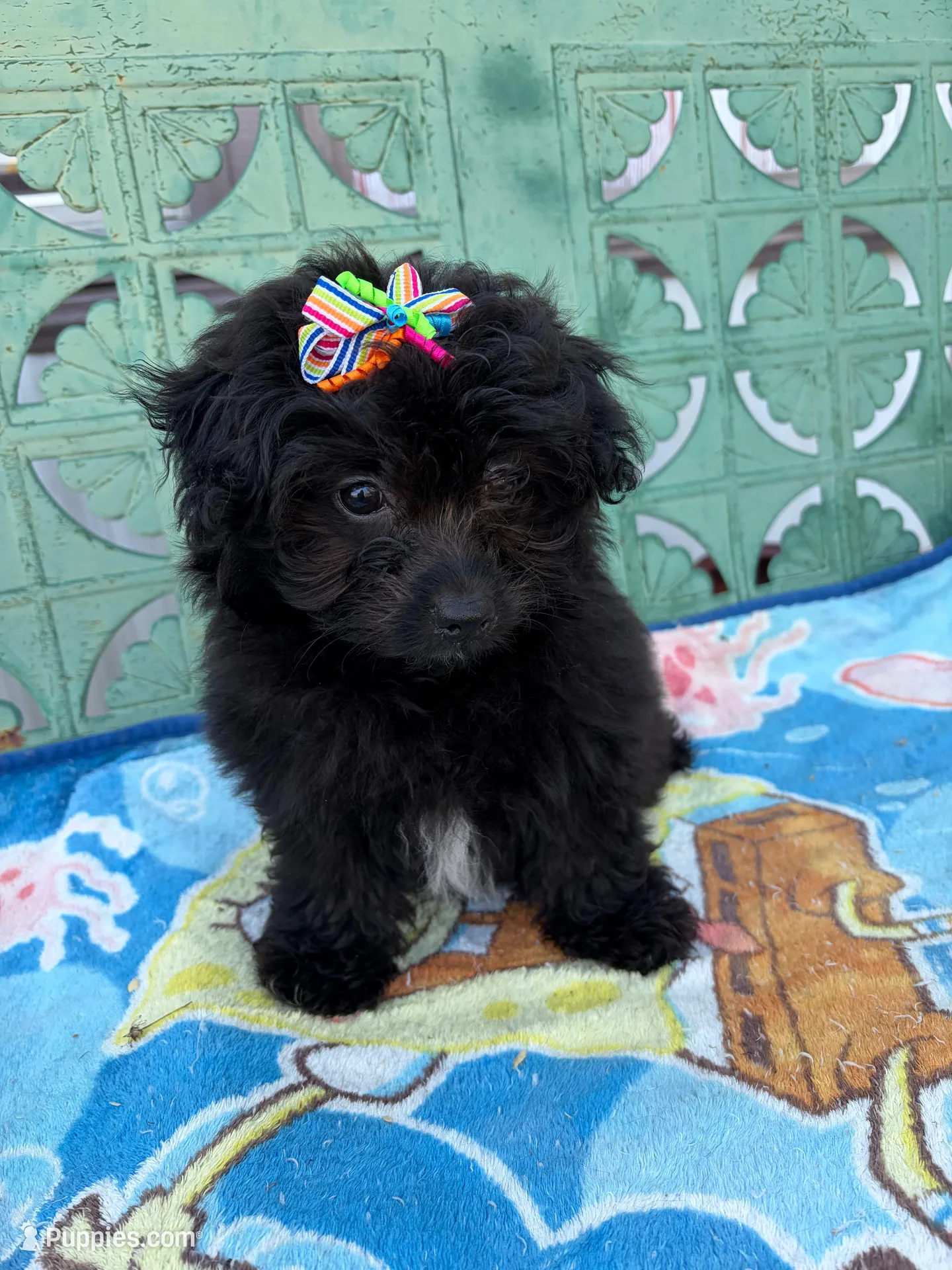 Pom-a-poo, a female Pomapoo for sale in Nathalie, VA – 1 of 6