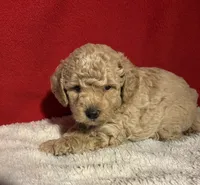 Toy Poodle , a male Poodle - Toy  for sale in Nathalie, VA – 1 of 5