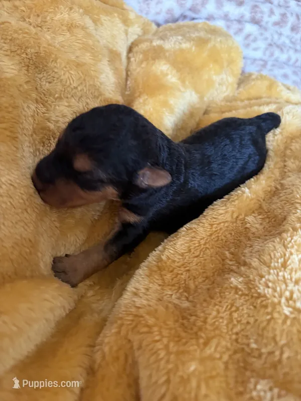 Welsh Terrier  – Welsh Terrier puppy for sale in Nathalie, VA