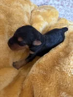 Welsh Terrier , a male Welsh Terrier for sale in Nathalie, VA – 1 of 5