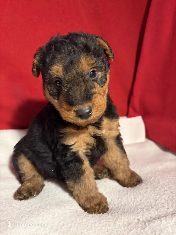 Welsh Terrier  – Welsh Terrier puppy for sale in Nathalie, VA