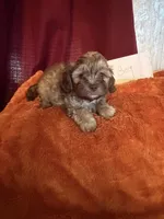 Shih-poo, a male Shihpoo for sale in Nathalie, VA – 1 of 1