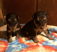 Welsh Terrier , a male Welsh Terrier for sale in Nathalie, VA – 6 of 6