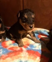 Welsh Terrier , a male Welsh Terrier for sale in Nathalie, VA – 2 of 6