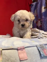 processed/60bab93d-034e-4e00-bddd-eac77629ff3c/listing/5eaf955f-1379-4616-be9d-d79cf4022616/f5154906-766e-4421-abc5-f22a93dc7bd6