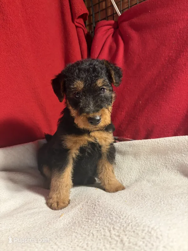 Welsh Terrier  – Welsh Terrier puppy for sale in Nathalie, VA