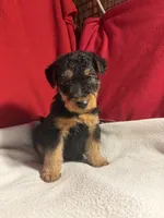 Welsh Terrier , a male Welsh Terrier for sale in Nathalie, VA – 1 of 8