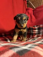 Welsh Terrier , a male Welsh Terrier for sale in Nathalie, VA – 4 of 7
