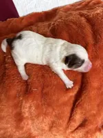Pom-a-poo, a male Pomapoo for sale in Nathalie, VA – 2 of 2