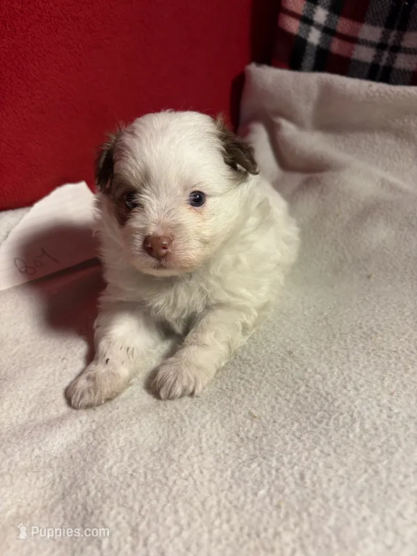 Pom-a-poo – Pomapoo puppy for sale in Nathalie, VA