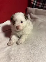 Pom-a-poo, a male Pomapoo for sale in Nathalie, VA – 3 of 6