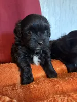 Shih-TZU, a male Shih Tzu for sale in Nathalie, VA – 1 of 1